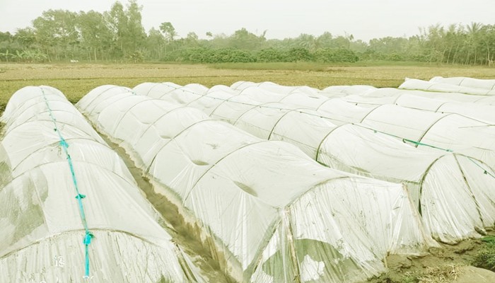 নওগাঁর মান্দায় কুয়াশা থেকে চারা বাঁচাতে পলিথিনের শেড তৈরী করছে কৃষকরা